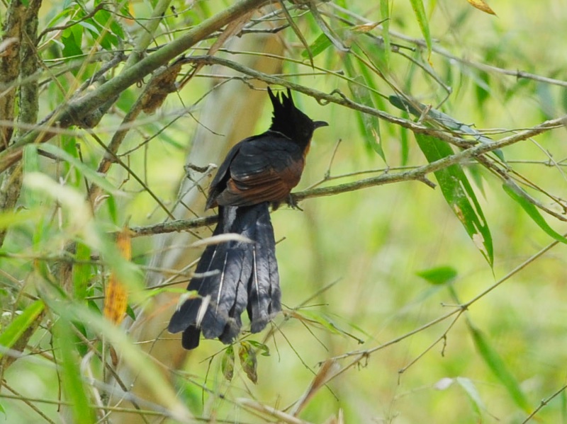 Birds of Vietnam