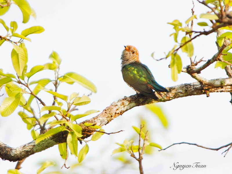 Birds of Vietnam