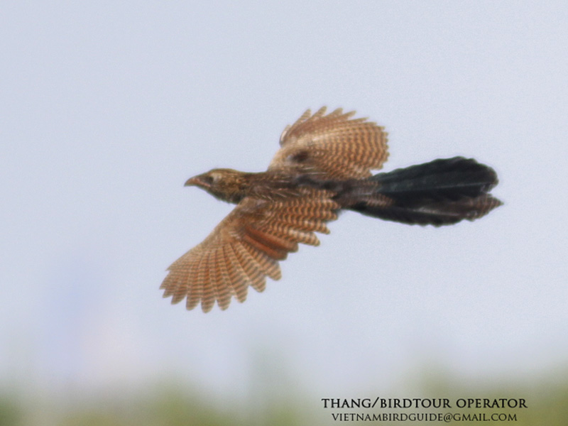 Birds of Vietnam