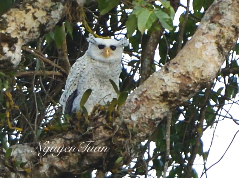 Birds of Vietnam