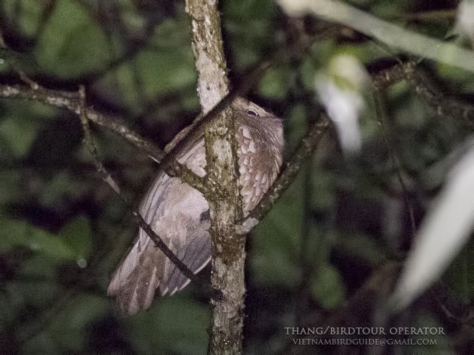 Birds of Vietnam