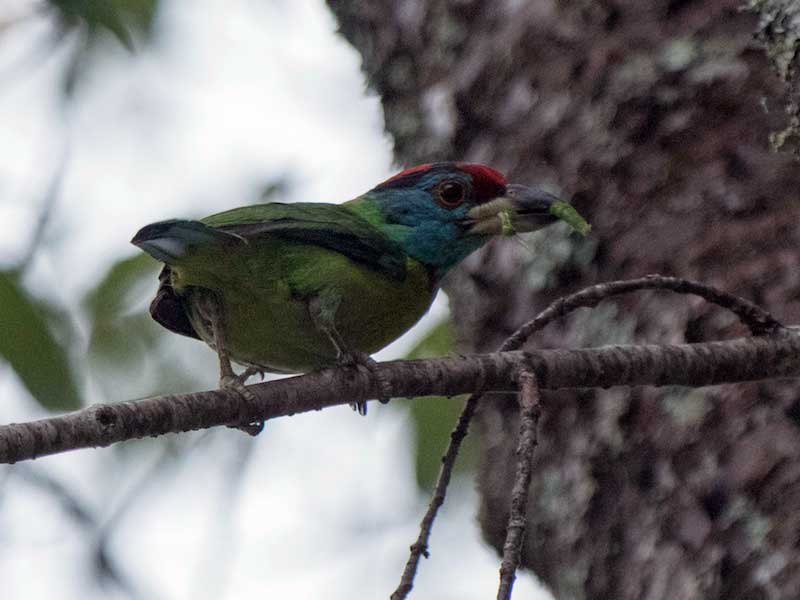Birds of Vietnam