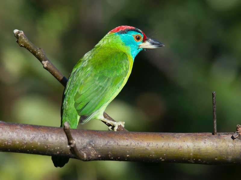 Birds of Vietnam