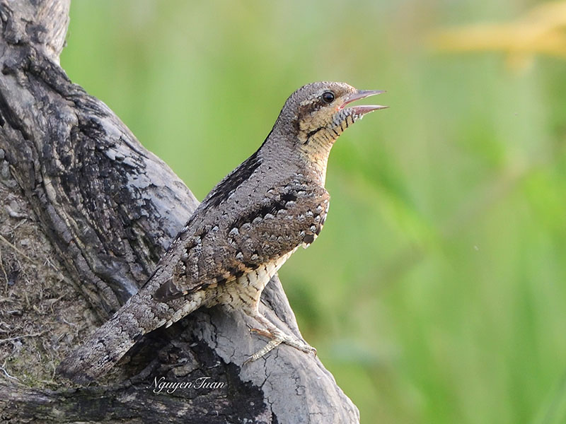 Birds of Vietnam