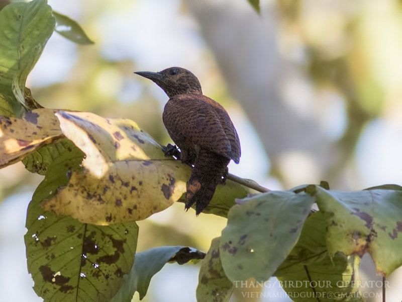 Birds of Vietnam
