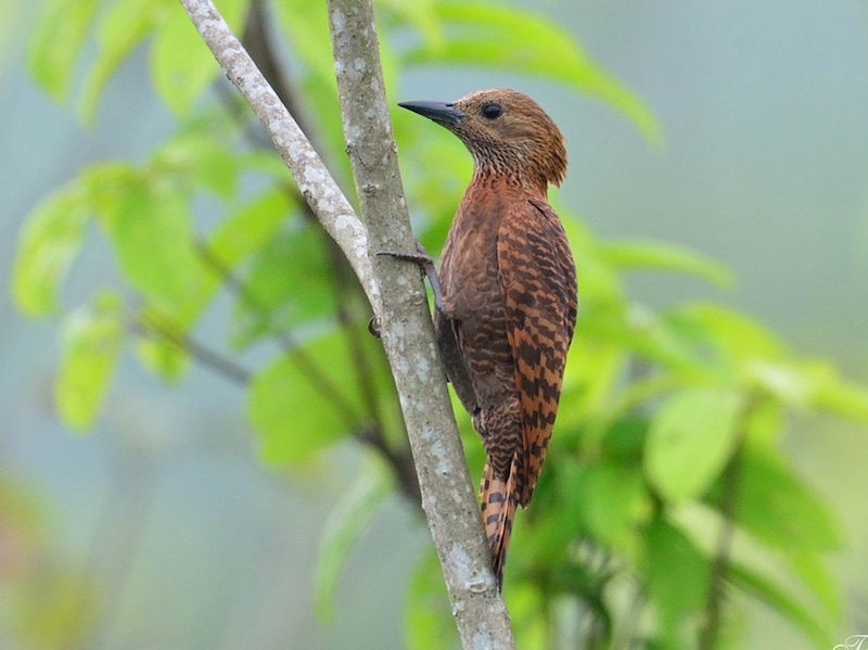 Birds of Vietnam
