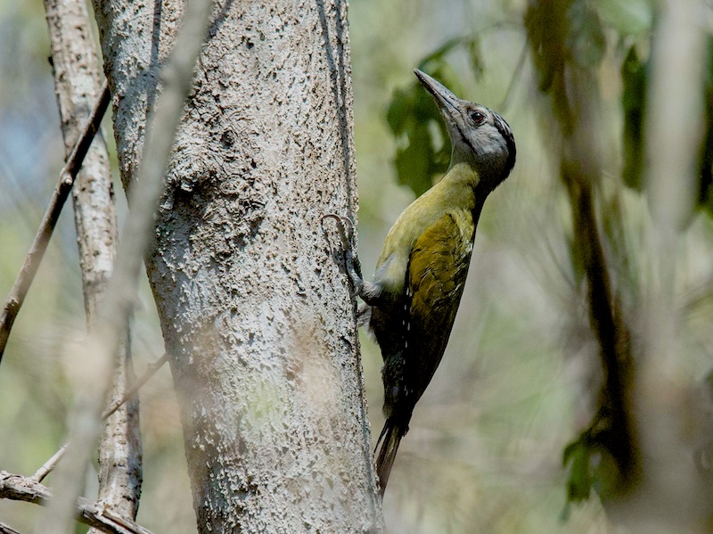 Birds of Vietnam