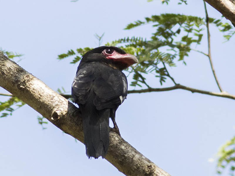 Birds of Vietnam