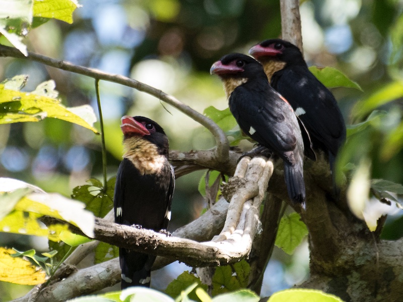 Birds of Vietnam