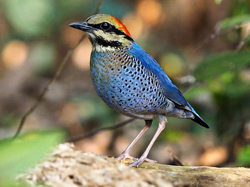 Birds of Vietnam
