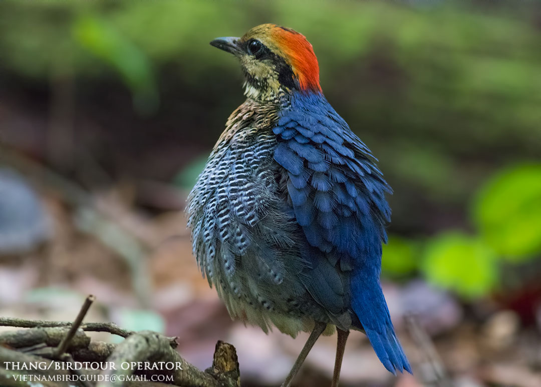 Birds of Vietnam