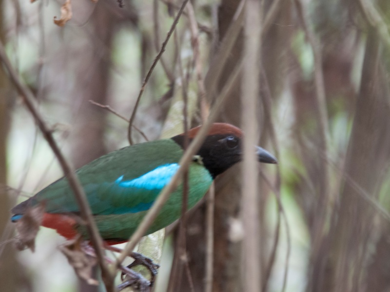 Birds of Vietnam