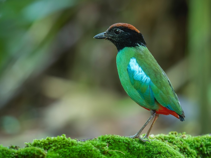 Birds of Vietnam