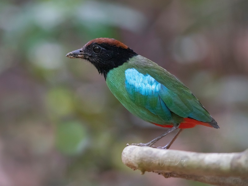 Birds of Vietnam