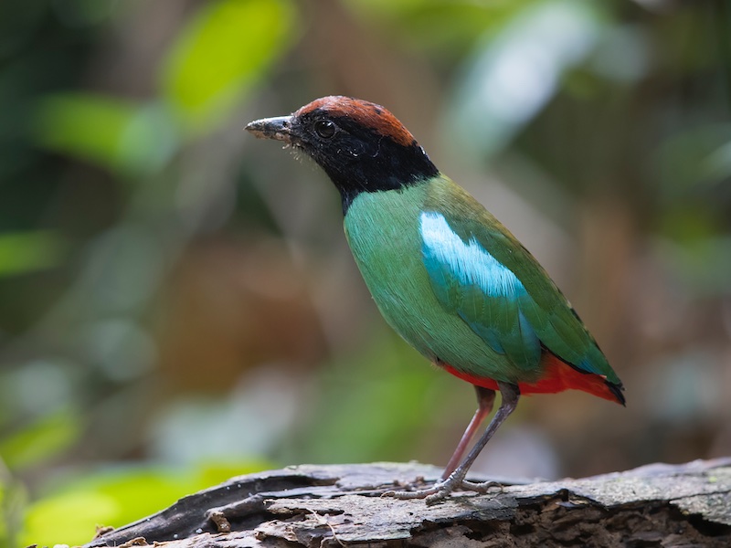 Birds of Vietnam