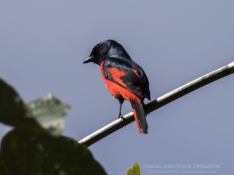 Birds of Vietnam