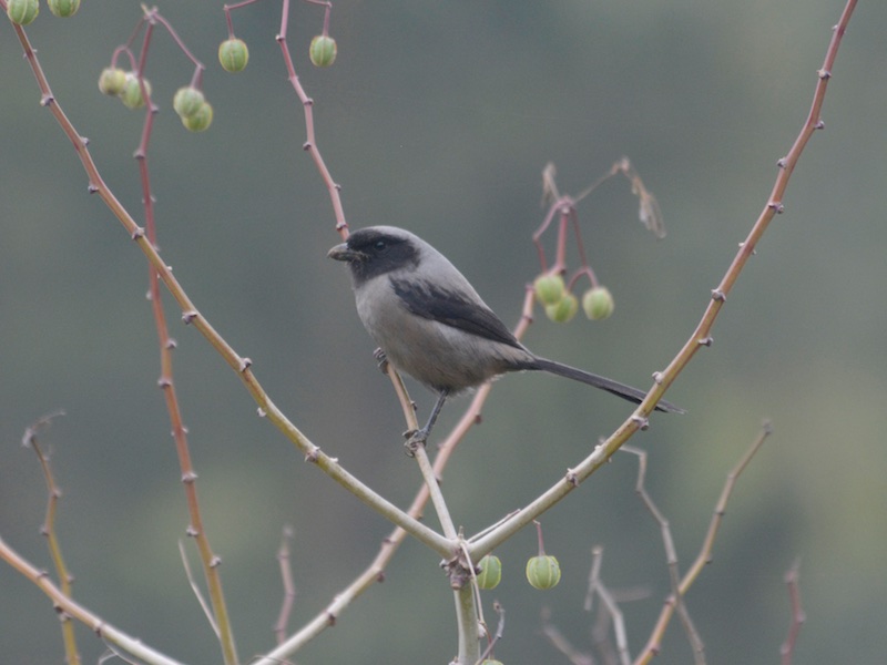 Birds of Vietnam