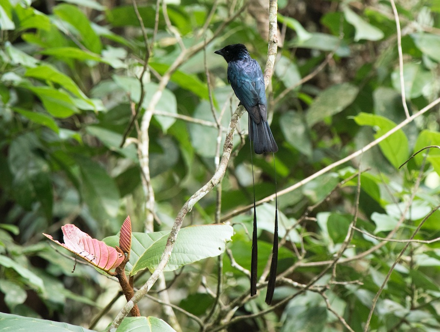 Birds of Vietnam