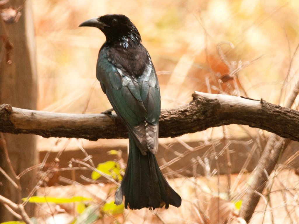 Birds of Vietnam