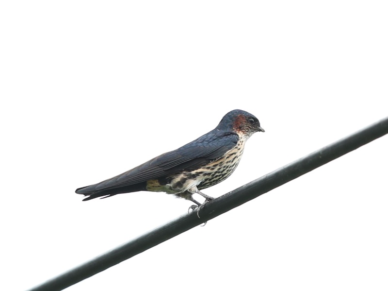 Birds of Vietnam