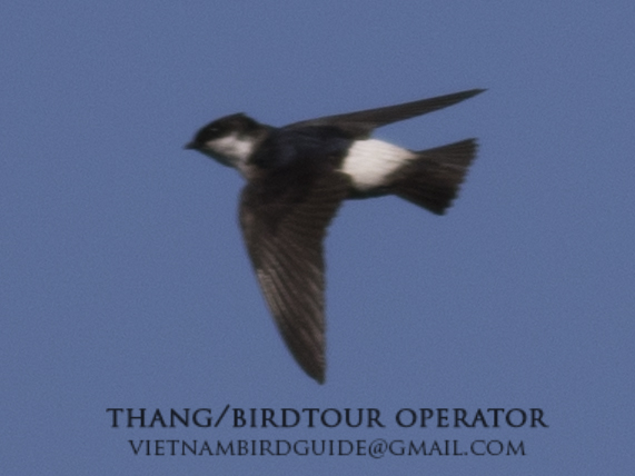 Birds of Vietnam