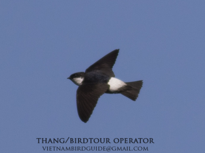 Birds of Vietnam