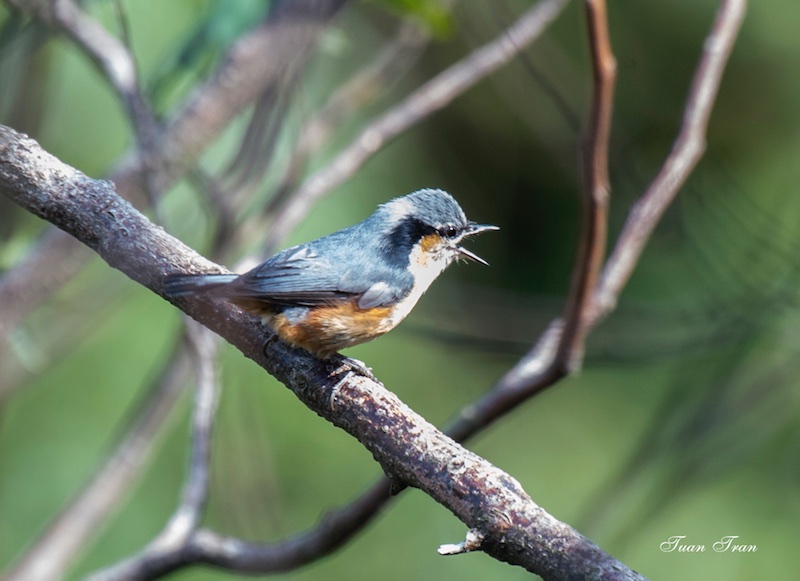 Birds of Vietnam