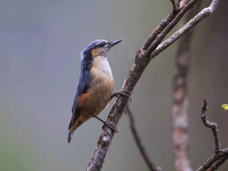 Birds of Vietnam