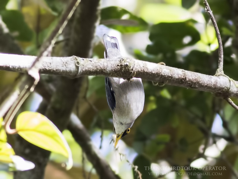 Birds of Vietnam