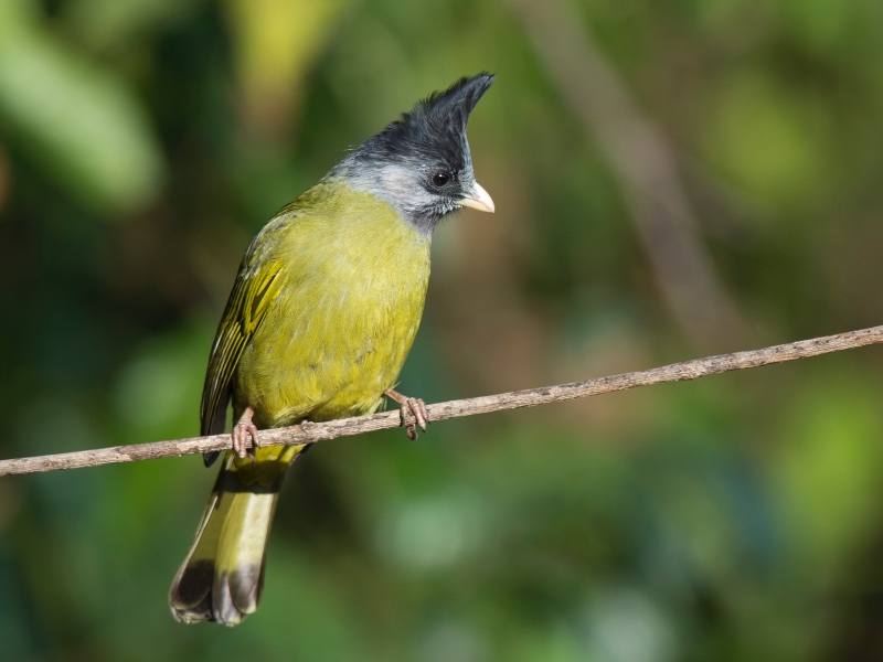 Birds of Vietnam