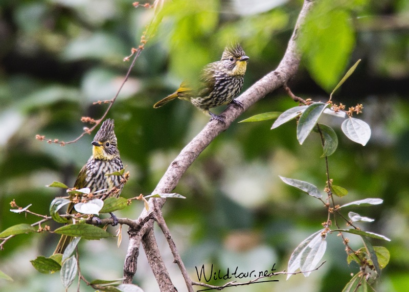 Birds of Vietnam