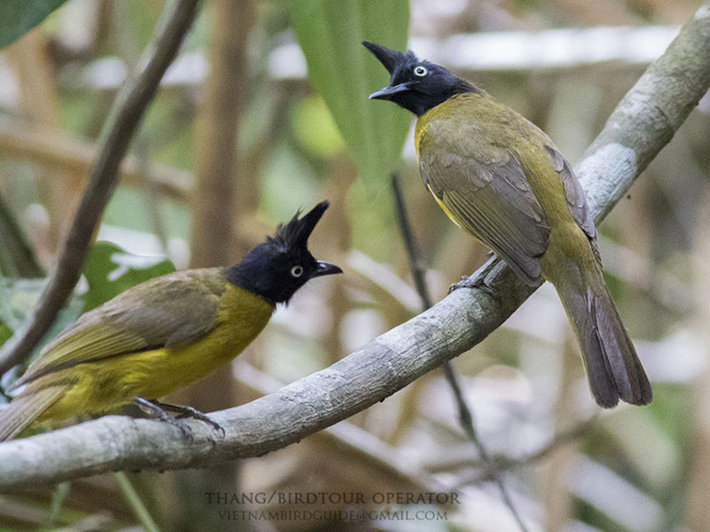 Birds of Vietnam