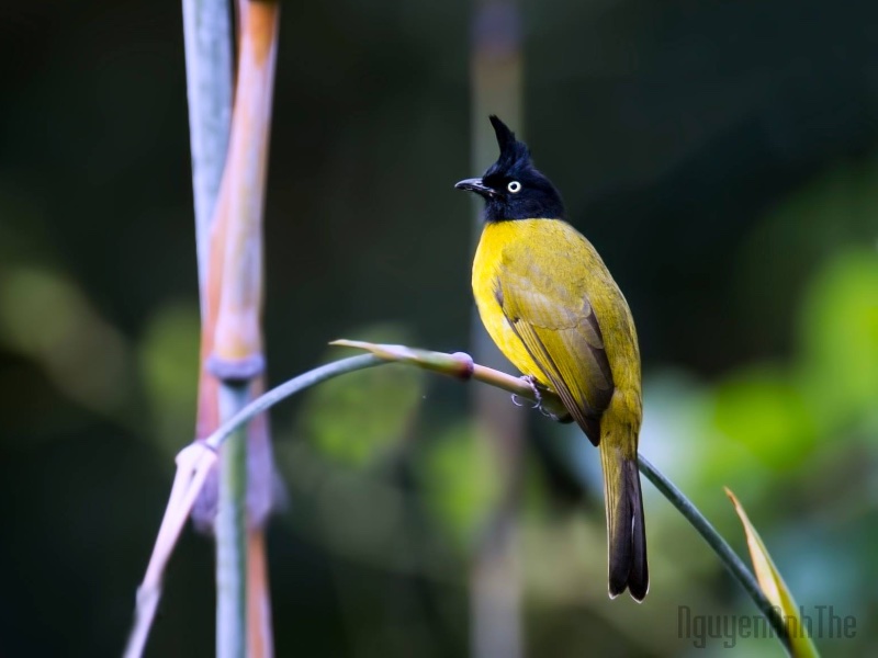 Birds of Vietnam