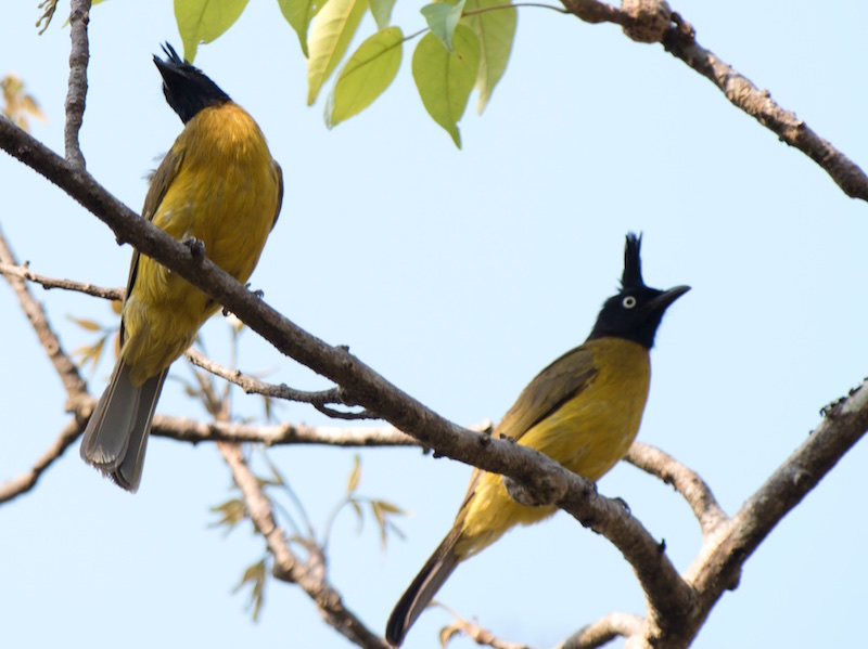 Birds of Vietnam