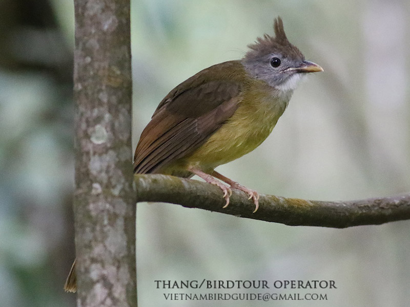 Birds of Vietnam