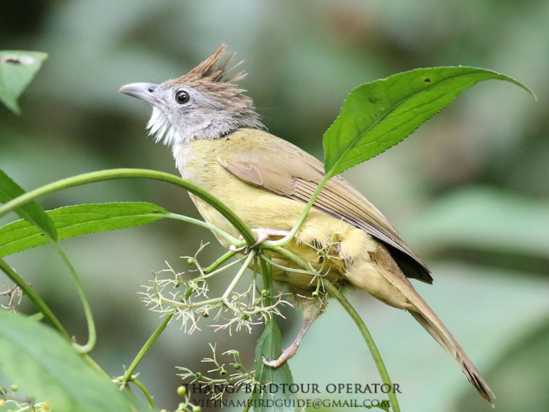 Birds of Vietnam