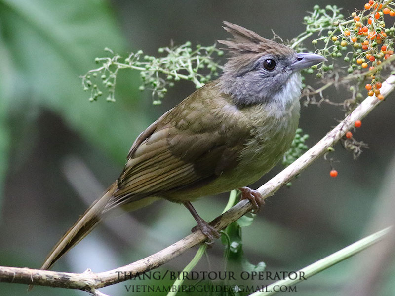 Birds of Vietnam