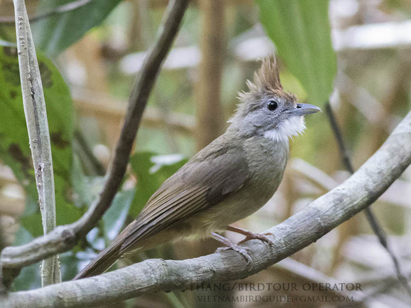 Birds of Vietnam