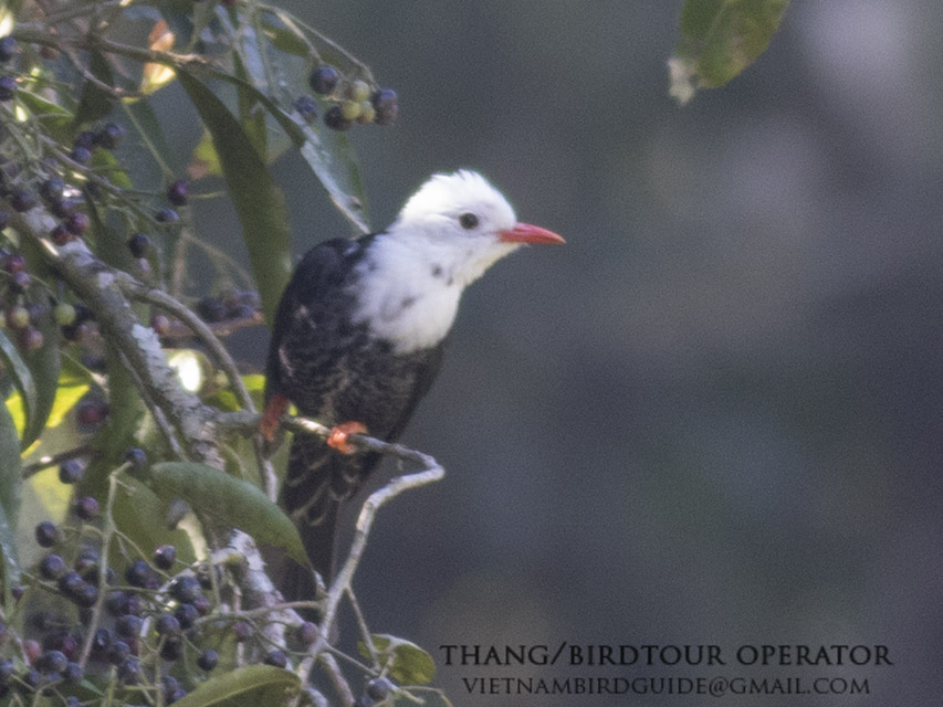 Birds of Vietnam