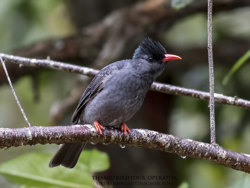 Birds of Vietnam