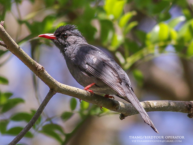 Birds of Vietnam