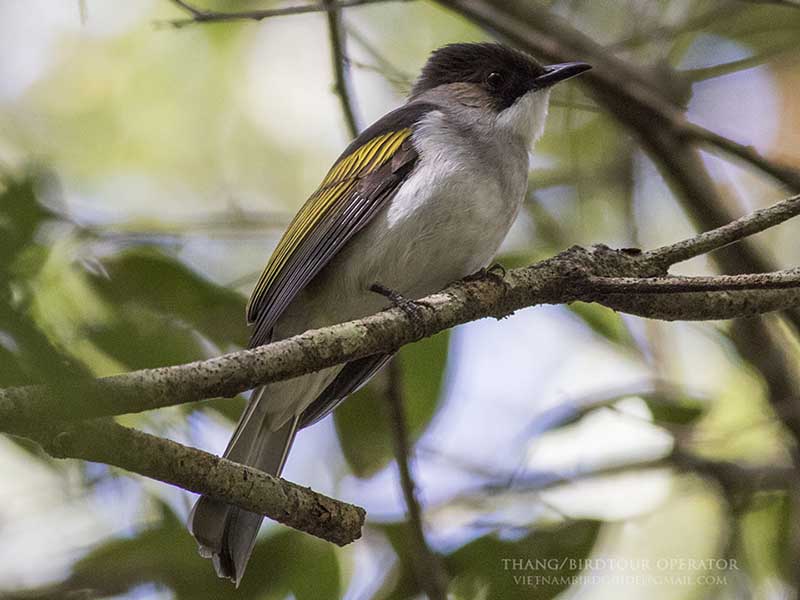 Birds of Vietnam