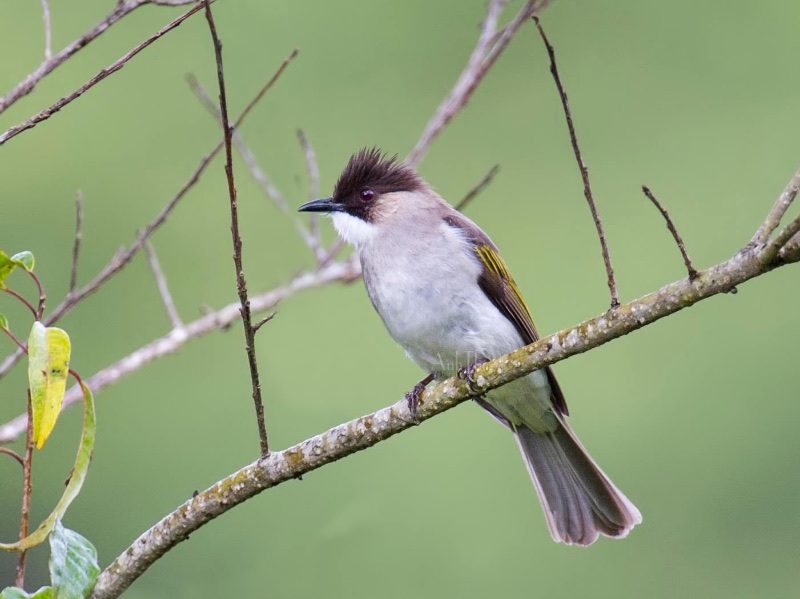 Birds of Vietnam
