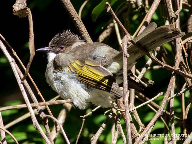 Birds of Vietnam