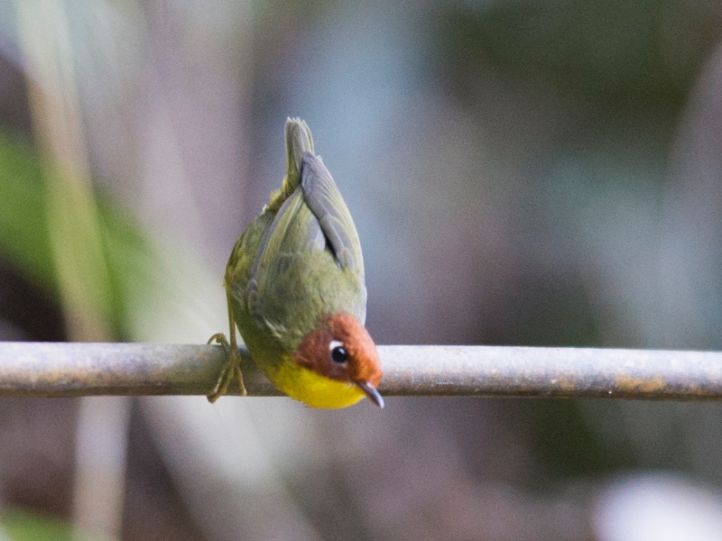 Birds of Vietnam