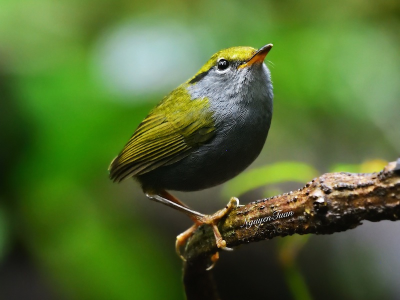 Birds of Vietnam