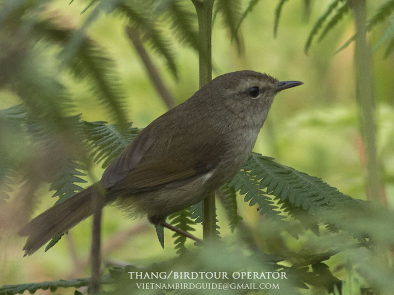 Birds of Vietnam
