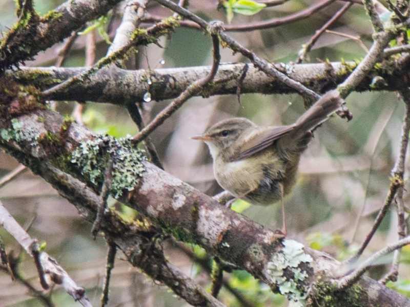 Birds of Vietnam