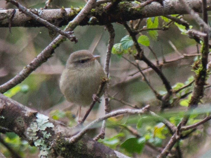 Birds of Vietnam