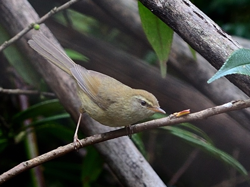 Birds of Vietnam